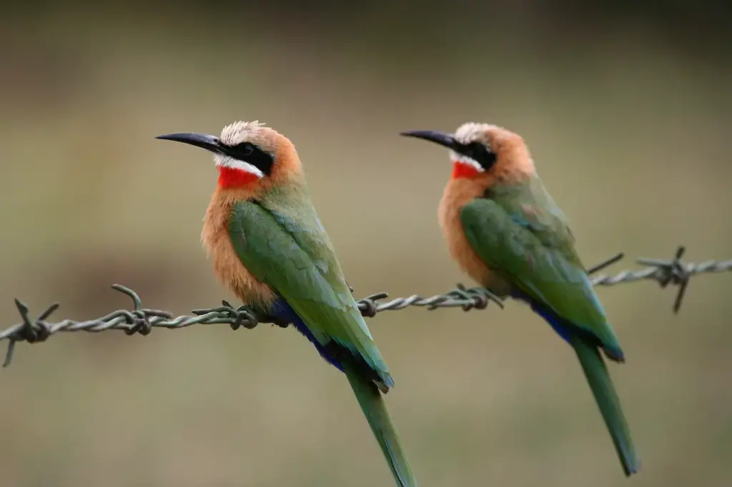 Two White-fronted Bee eaters Sitting On A Wire