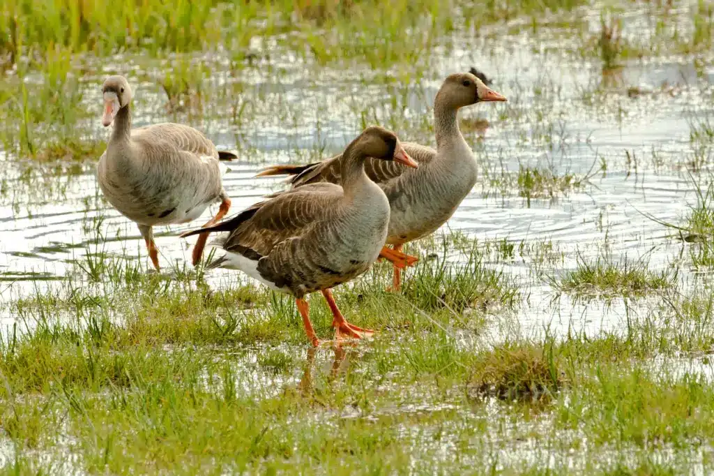 Three White-fronted Geese at the Swamp