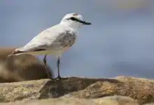 White-fronted Plovers
