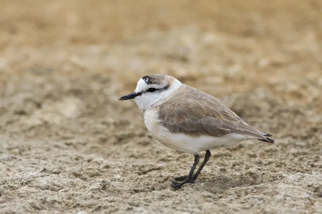 White-fronted Plovers Image 