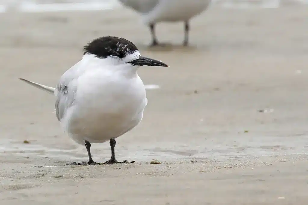 White-fronted Terns