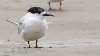 White-fronted Terns