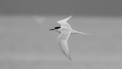 The White-fronted Terns Is On Flight Getting Food
