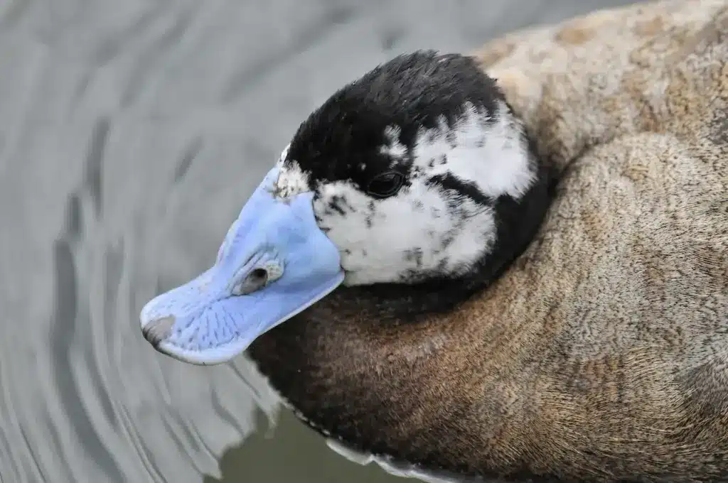 Close up Image of White-headed Duck