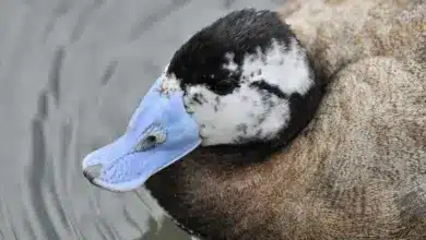 Close up Image of White-headed Duck