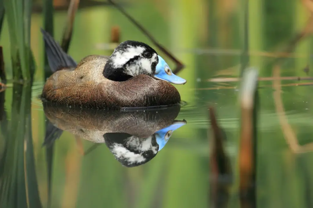 White-headed Duck Float in the Water