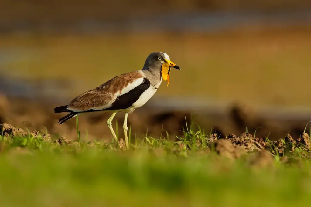 White-headed Plovers Standing on the Ground
