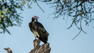 A White-headed Vulture On The Tree Top