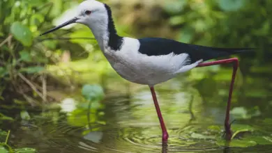 A White-headed or Pied Stilt walks in the pond.