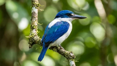 White-mantled Kingfisher (Todiramphus albonotatus)