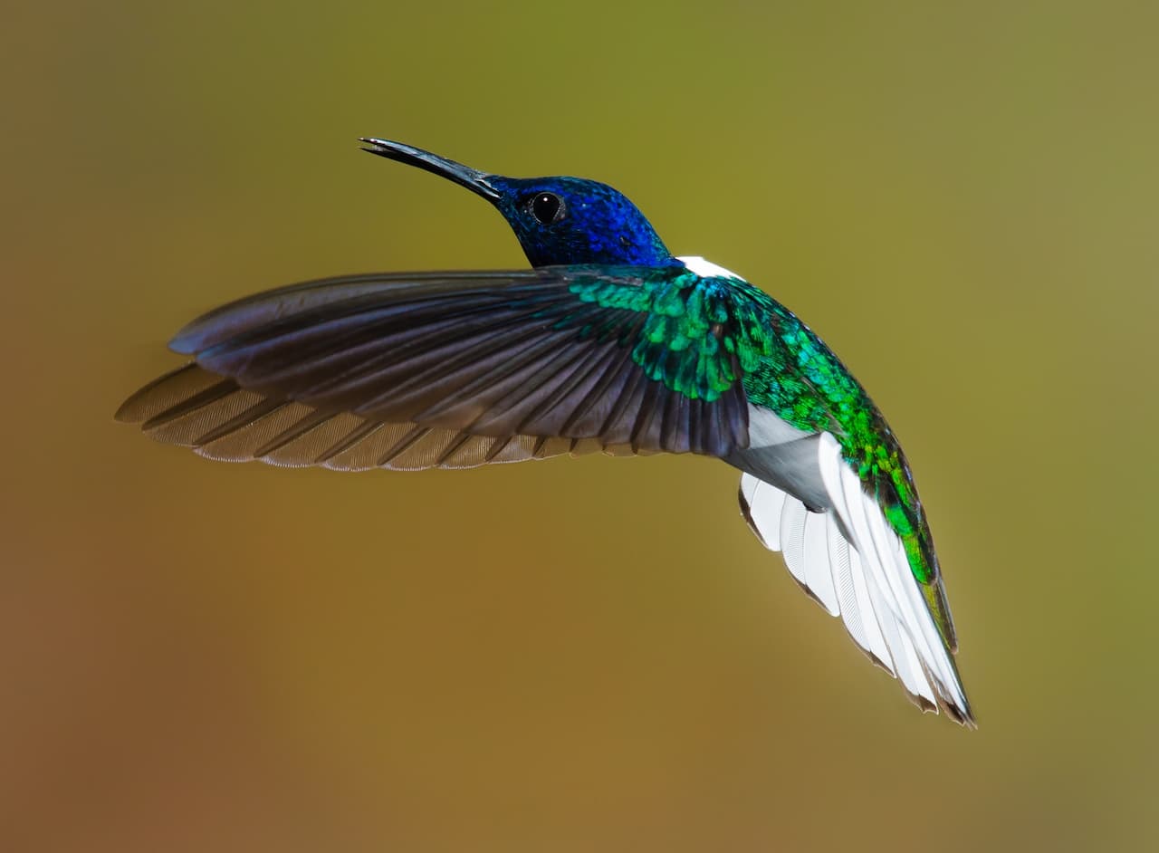 The White-necked Jacobins Is On Flight To Hunt A Food