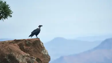 The White-necked Raven Standing On The Peak