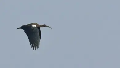 A Flying White-Shouldered Ibises