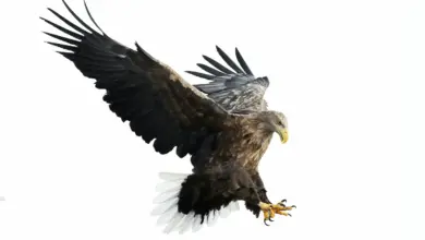 A White-tailed Eagle In The Air