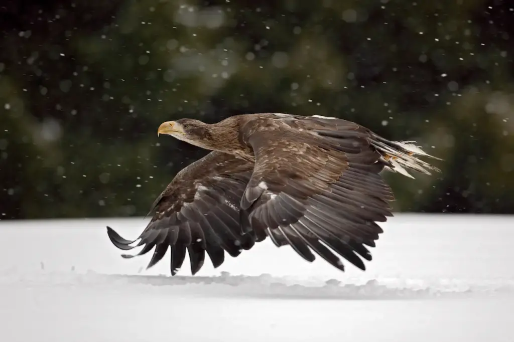 White-tailed Eagle on the Snow 