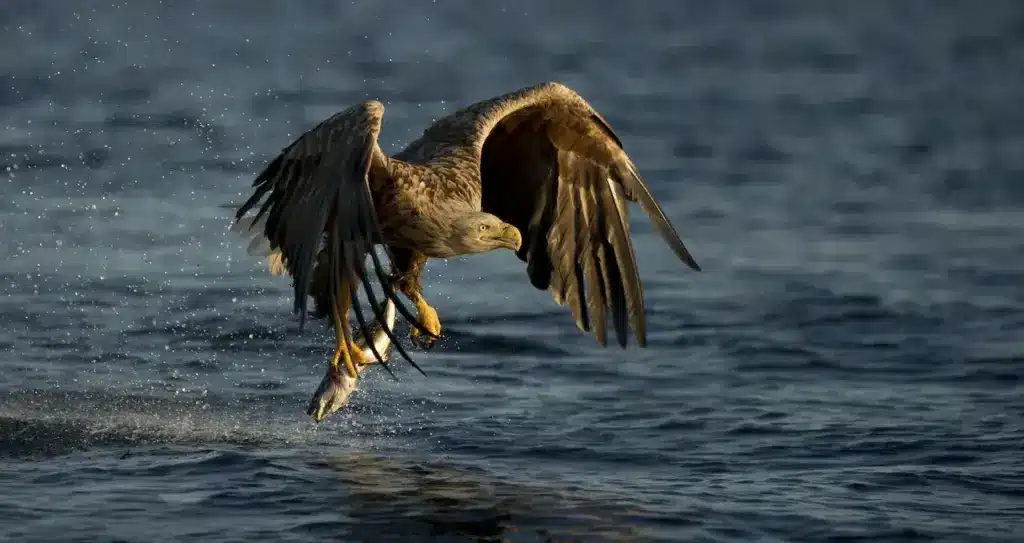 White-tailed Eagles Catching Fish