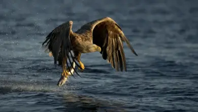 White-tailed Eagles Catching Fish