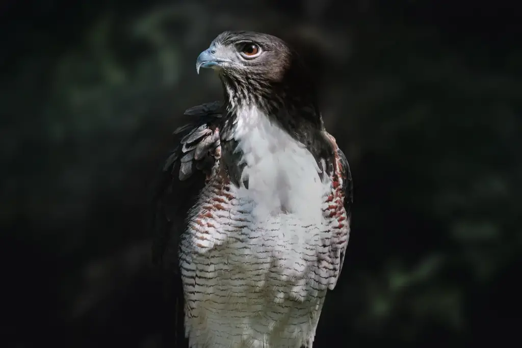 Close-up Image Of A White-tailed Hawks