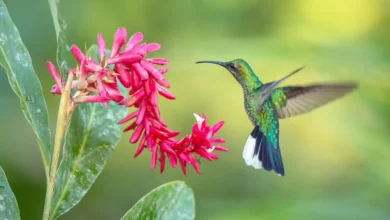 White-tailed Sabrewings