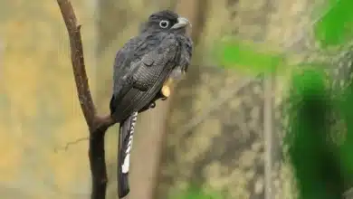 White-tailed Trogons Perched on the Tree Branch