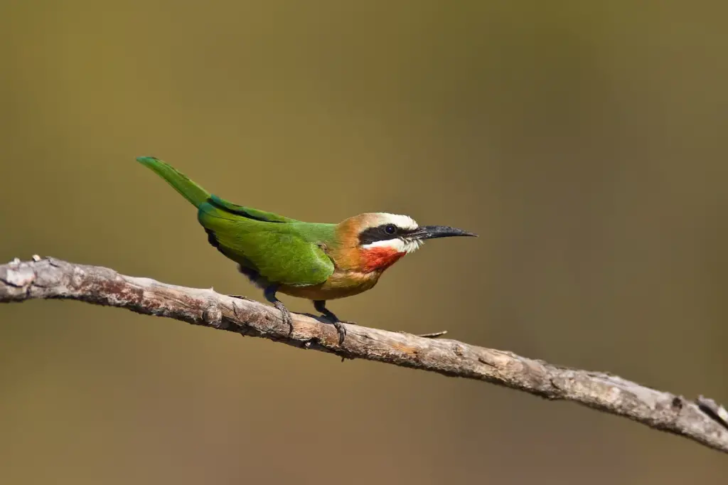 White-throated Bee-eaters