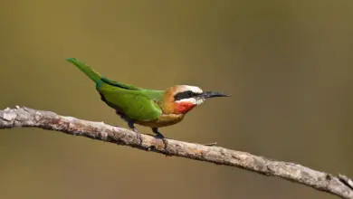 White-throated Bee-eaters