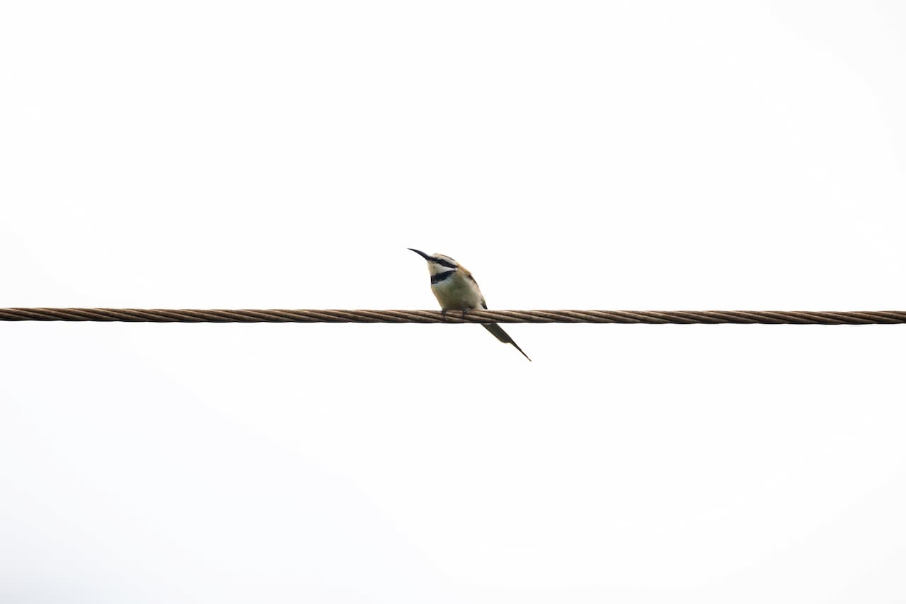 A Bird Sitting On A Wire