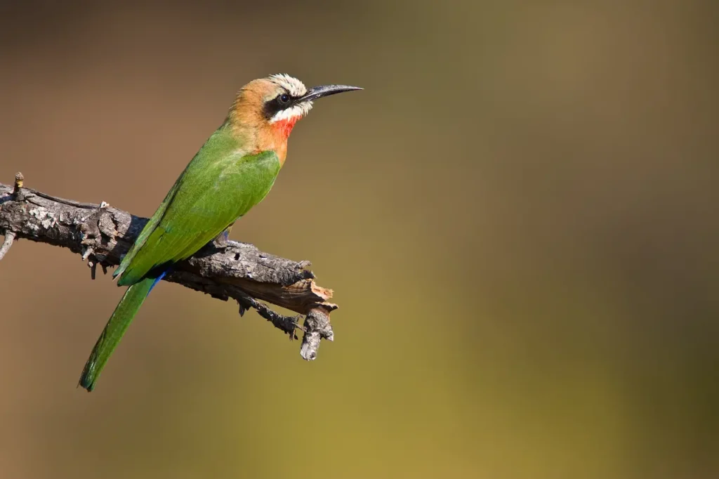 White-throated Bee-eaters