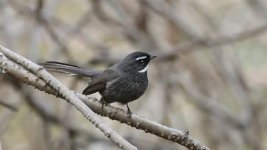 White-throated Fantails Looking for Food