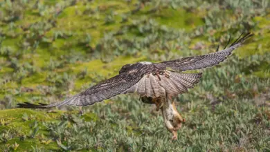 White-throated Hawks Catch Its Prey