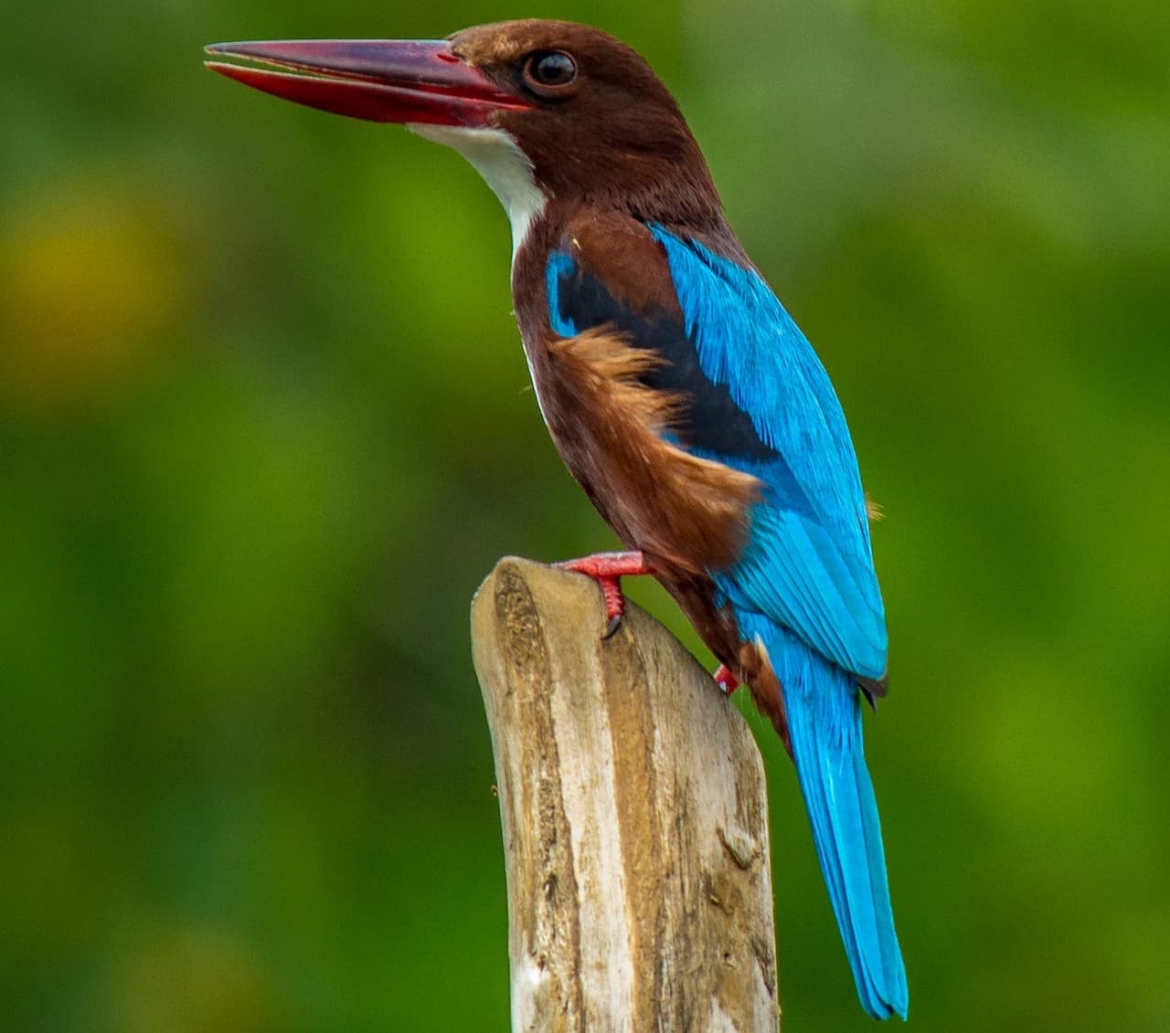 A White-throated Kingfishers Sits On A Brown Log.