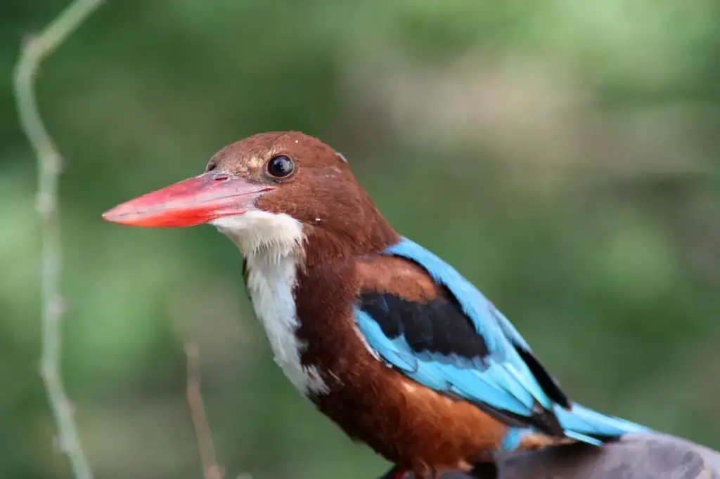 Close Up Image of White-throated Kingfishers 