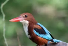 Close Up Image of White-throated Kingfishers