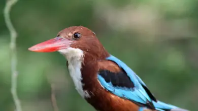 Close Up Image of White-throated Kingfishers