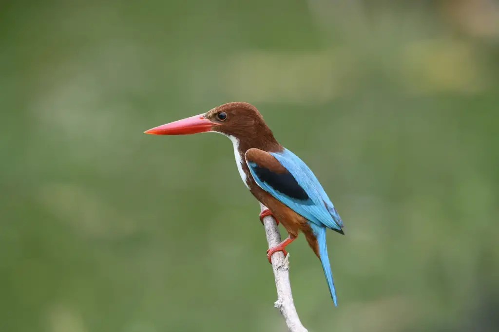 White-throated Kingfishers Image 