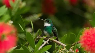 The White-Throated Mountaingem Hummingbirds Perched Into The Woods