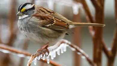 The White-throated Sparrows Perched On A Frozen Thorn