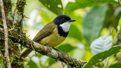 White-throated Whistlers (Pachycephala vitiensis)