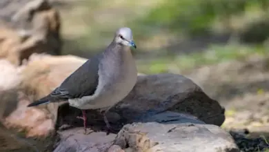 The White-tipped Doves Searching Food In A Rock