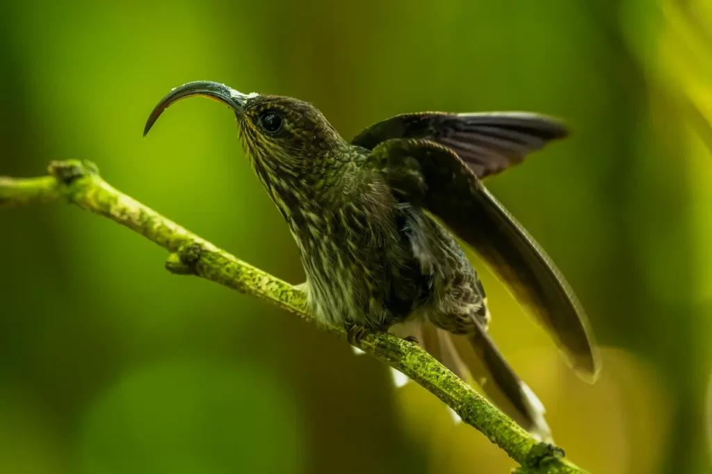 White-tipped Sicklebills