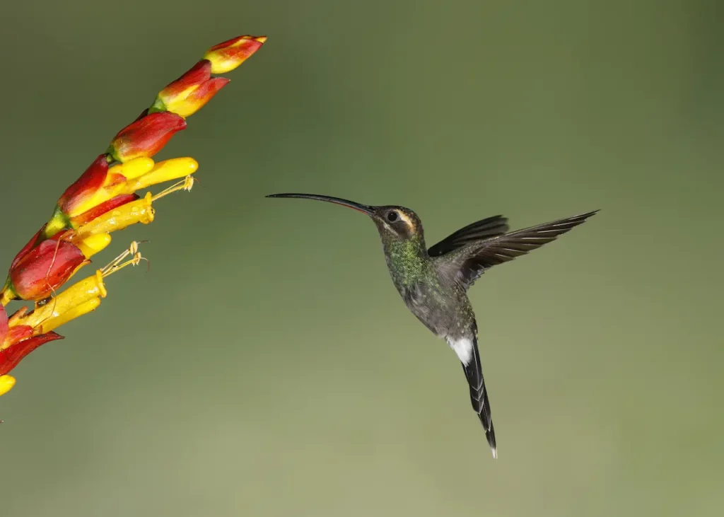 White-whiskered Hermits 