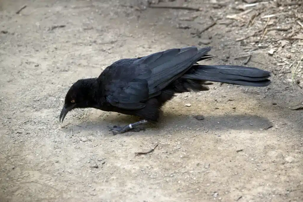 White-winged Chough 