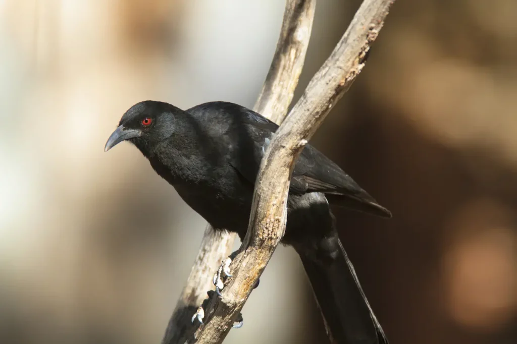 White-winged Chough Resting on a Tree Branch 