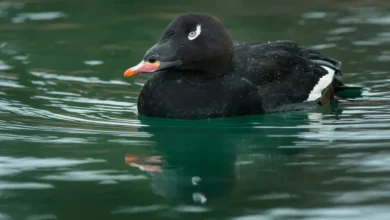 A Male White-winged Scoter Swims on the river