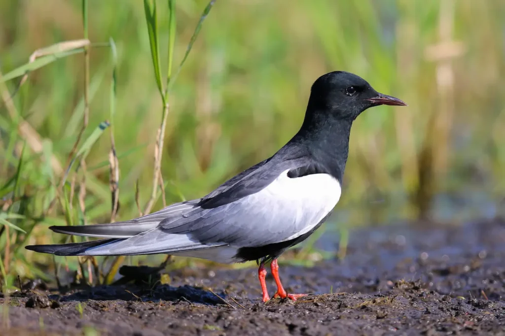 White-winged Terns Walking in the Mud 