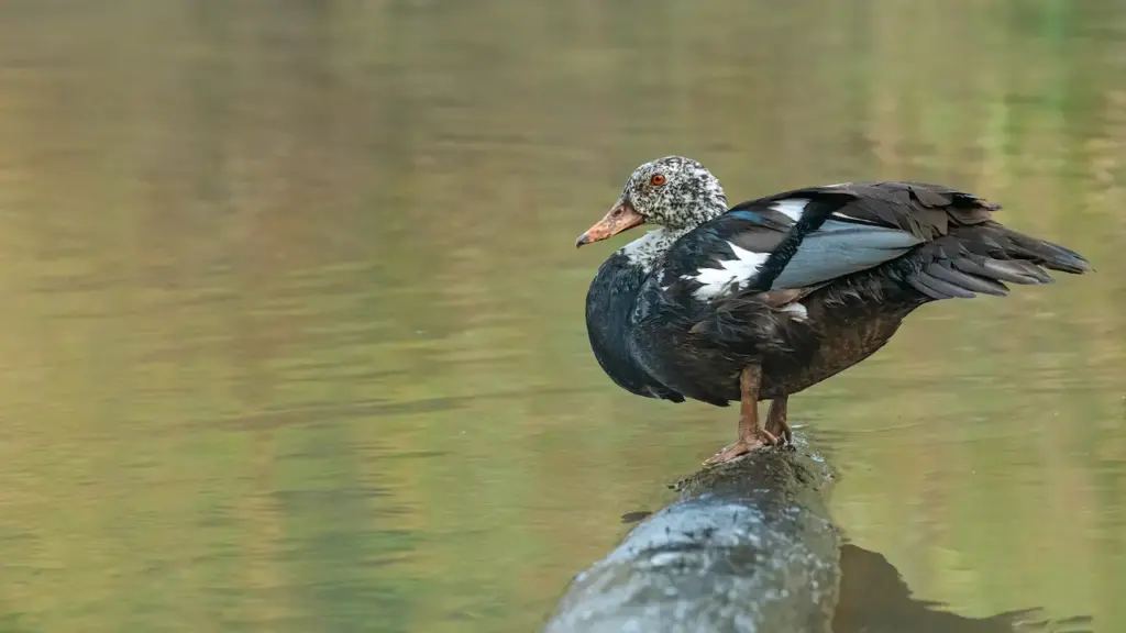 A Female White-winged Wood Duck Standing On A Log 