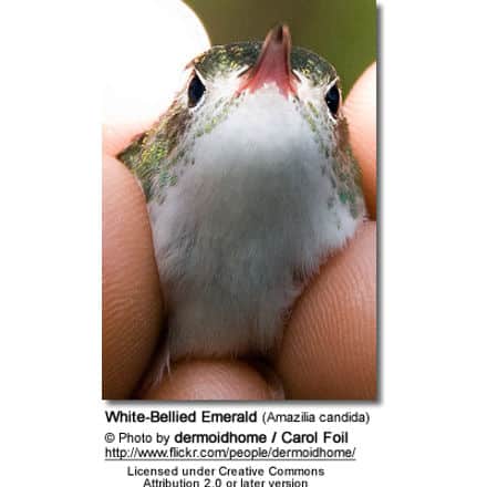 White-bellied Emerald Hummingbird