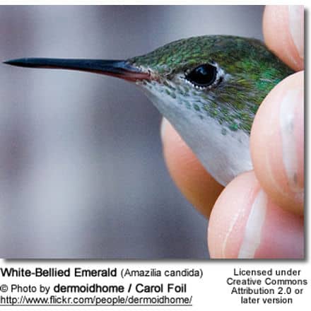 Close-up of a person's fingers gently holding a White-Bellied Emerald hummingbird. The bird, with its iridescent green feathers on its back and head, and white belly, stands out beautifully. If only Chestnut or Elegant Woodpeckers could pose this elegantly! Text at the bottom includes the bird's species name, photographer credit, and licensing information.