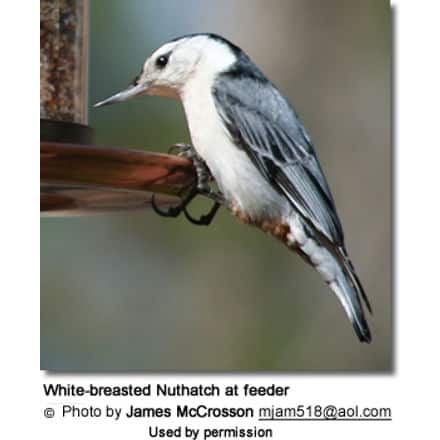 White-breasted Nuthatch at feeder