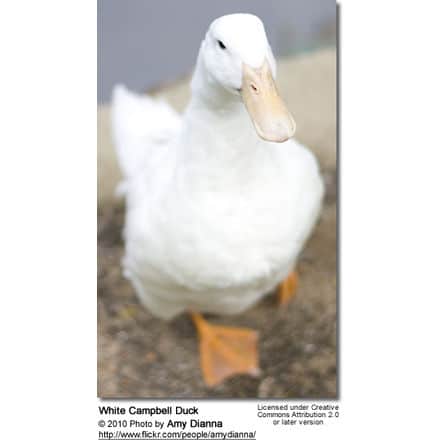 White Campbell Duck